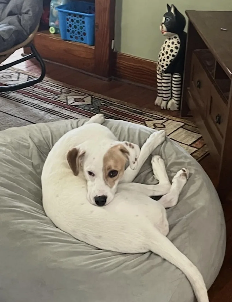 A young medium-sized female Hound dog named Daisy for adoption in Hillsdale, NY