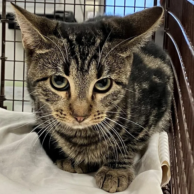 A young medium-sized female Gray / Blue / Silver Domestic Short Hair cat named 112153 for adoption in Las Cruces, NM