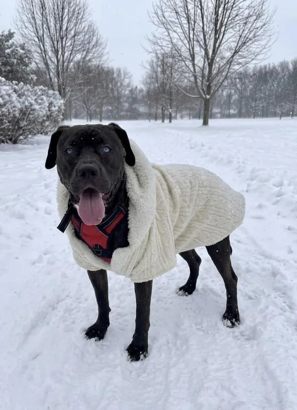 An adult medium-sized male Pit Bull Terrier dog named Bee Larry King for adoption in Millersville, MD