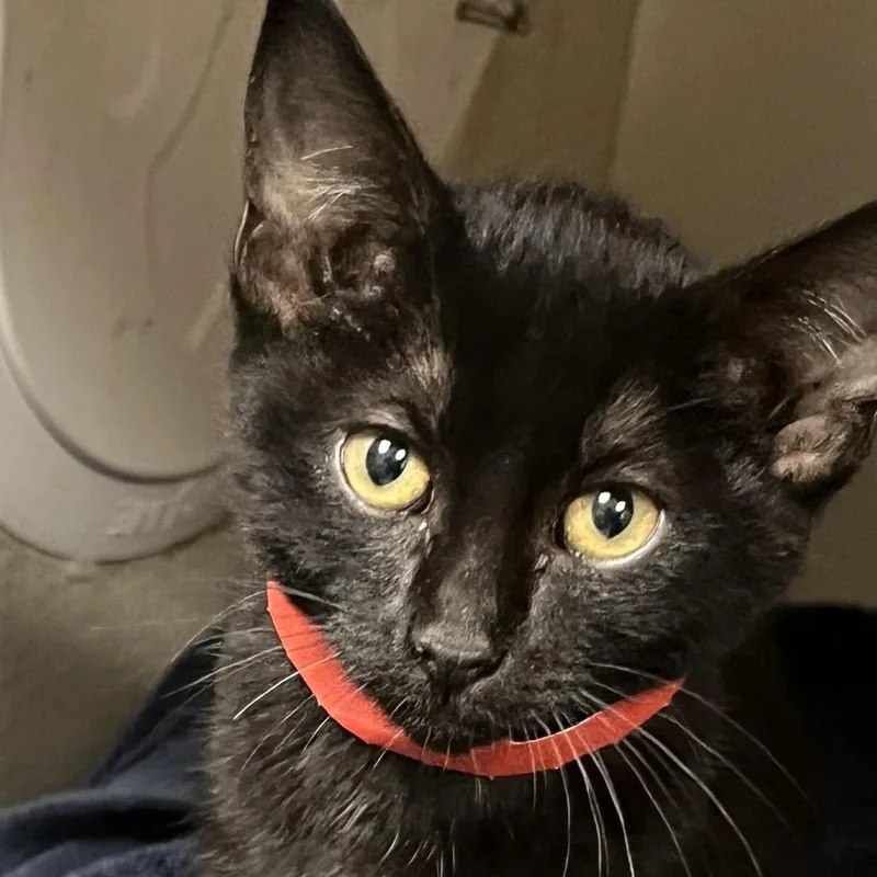A baby small-sized female Black Domestic Short Hair cat named Saki for adoption in Yuma, AZ