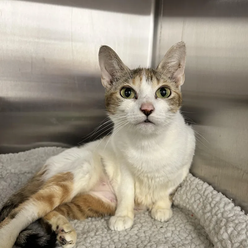 An adult medium-sized female Domestic Short Hair cat named Mel for adoption in Howes Cave, NY