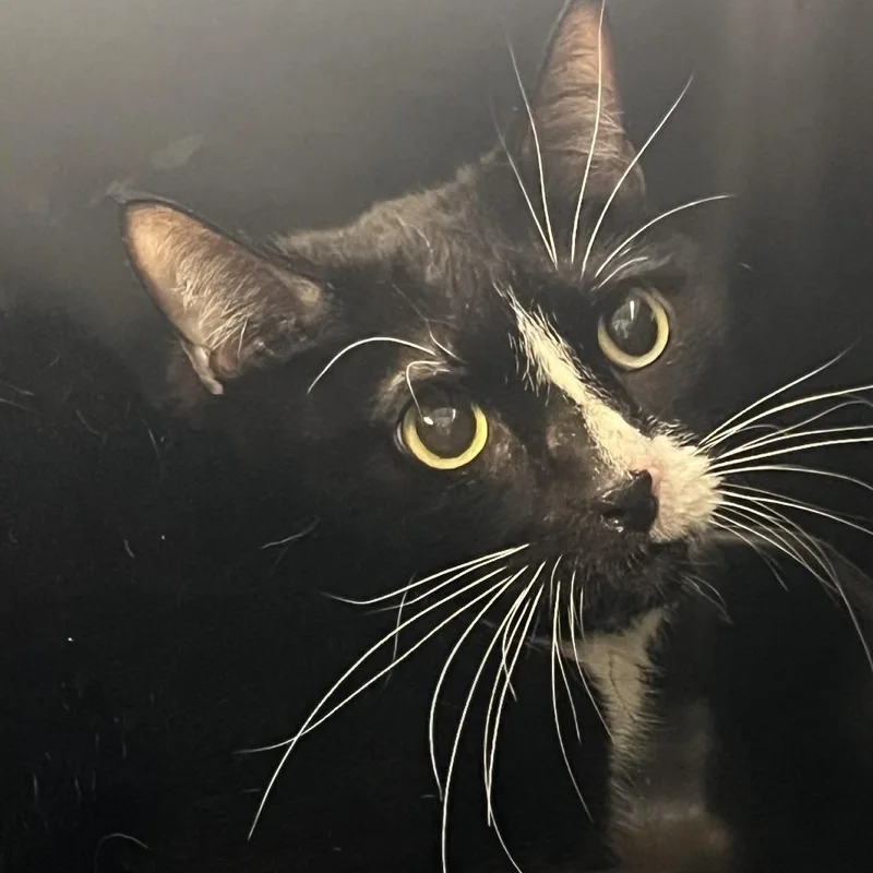 An adult medium-sized male Black Domestic Short Hair cat named David for adoption in Oak Park, IL