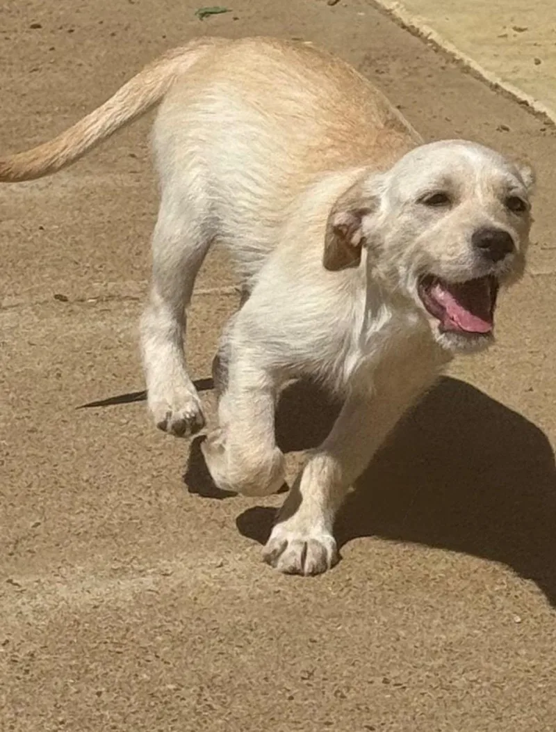A baby large-sized female Yellow / Tan / Blond / Fawn Yellow Labrador Retriever dog named Legit for adoption in Evergreen, CO