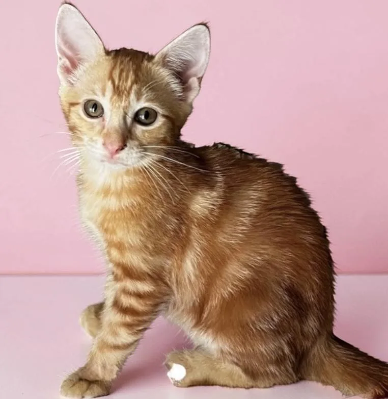 A baby medium-sized female Orange & White Domestic Short Hair cat named Goldfish Lap Girl for adoption in Austin, TX