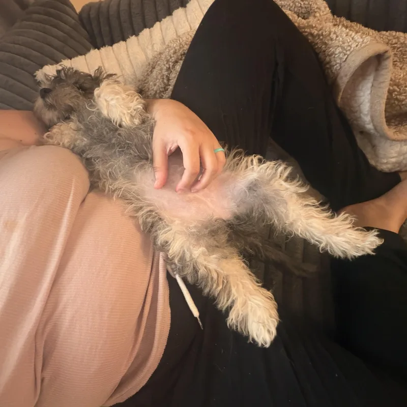 Piper