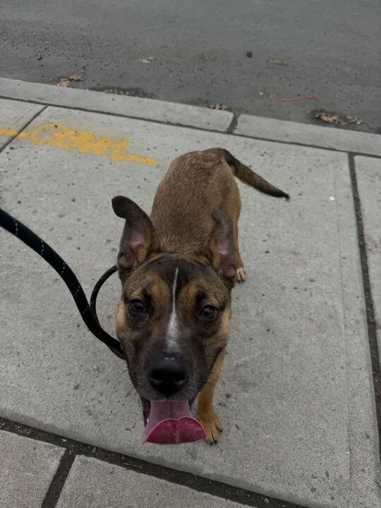 A young medium-sized female Brown / Chocolate Mixed Breed dog named Lana for adoption in New York, NY