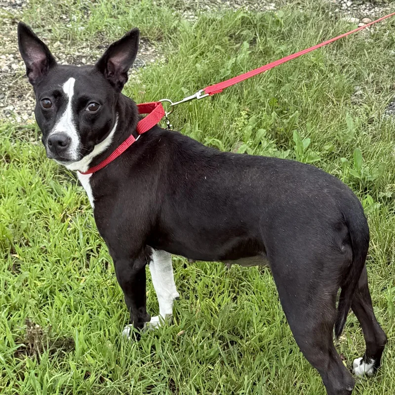 An adult medium-sized female Black Mixed Breed dog named Maddie for adoption in Libertyville, IL