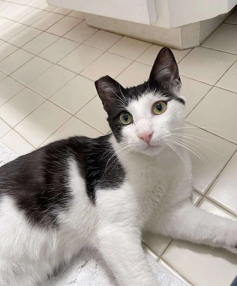 A young medium-sized male Black & White / Tuxedo Tuxedo cat named Casper for adoption in Alameda, CA