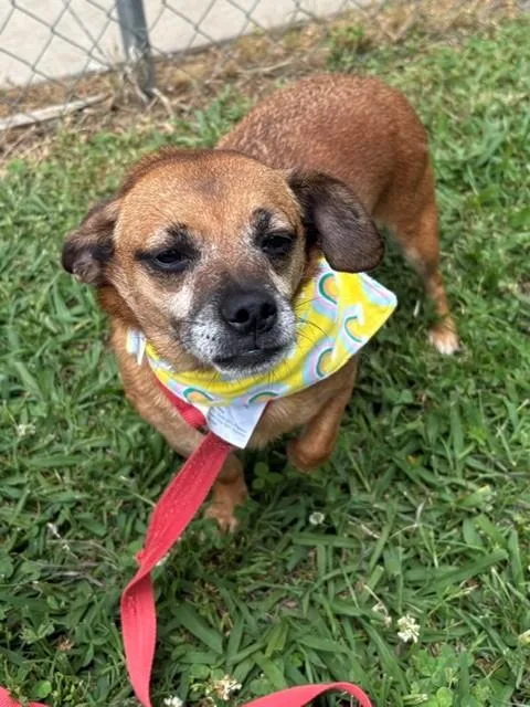 An adult small-sized female Yellow / Tan / Blond / Fawn Terrier dog named Iris for adoption in Fayetteville, AR