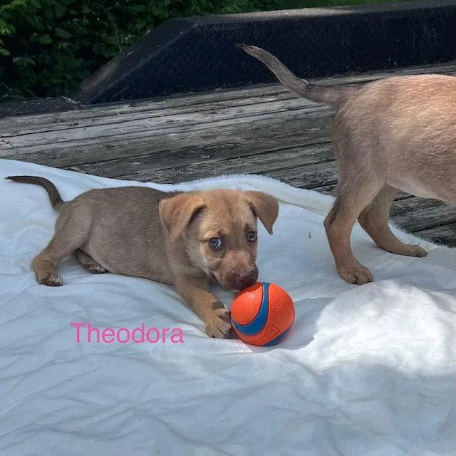 Theodora thumbnail 2