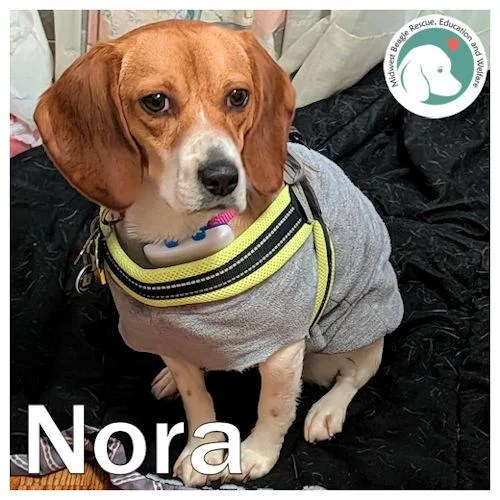 A young medium-sized female Tricolor (Brown, Black, & White) Beagle dog named Nora for adoption in Toledo, OH