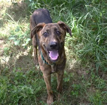 An adult medium-sized female Plott Hound dog named Tortuga for adoption in Inverness, FL
