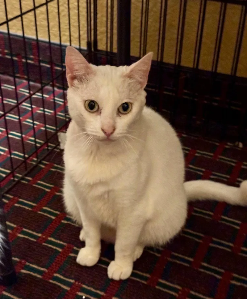 An adult small-sized female White Domestic Short Hair cat named Snow C White for adoption in Saunderstown, RI
