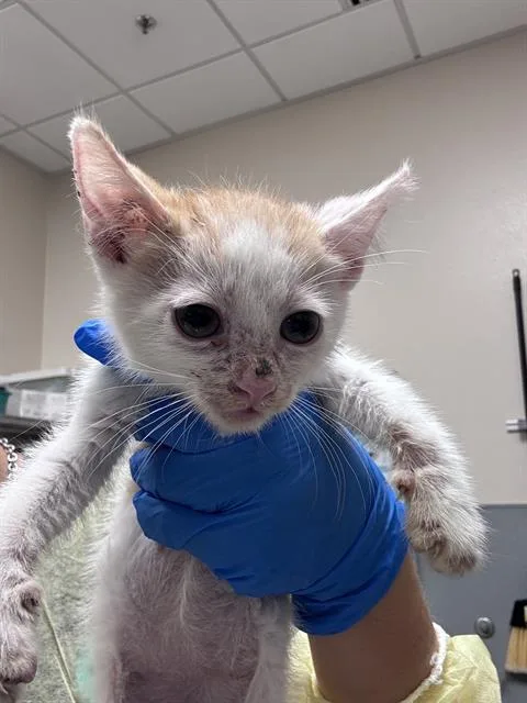 A baby small-sized male Domestic Short Hair cat named Sausage for adoption in Las Vegas, NV