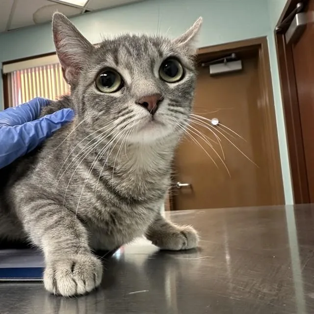 A young small-sized female Domestic Short Hair cat named Pearl for adoption in Phoenix, AZ