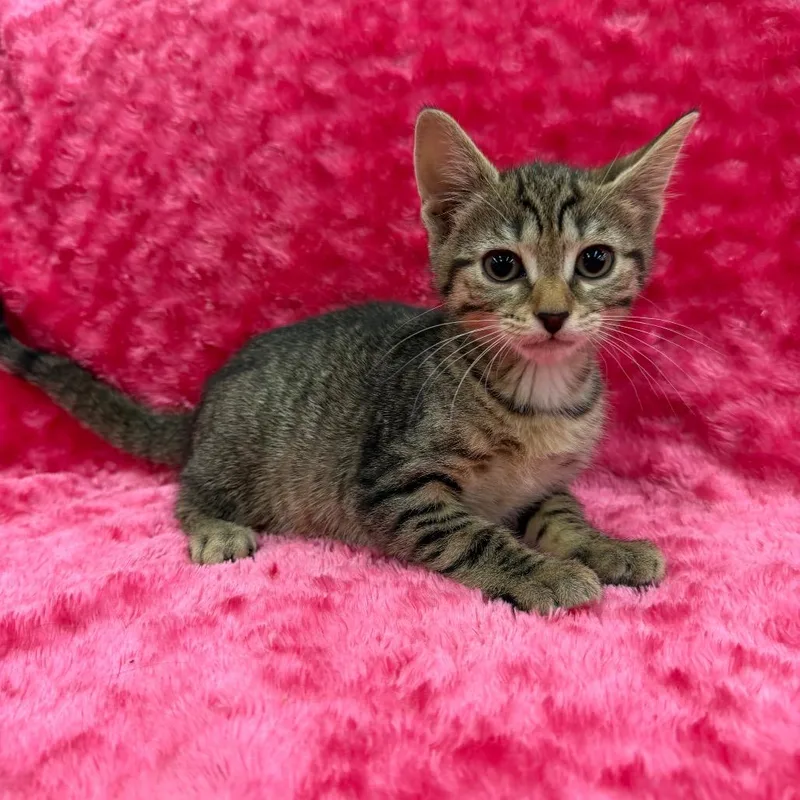 A baby small-sized female Brown / Chocolate Domestic Short Hair cat named Calypso for adoption in Raleigh, NC