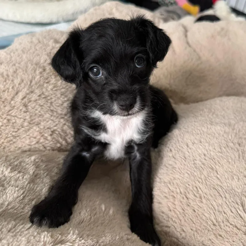 A baby small-sized female Black Poodle dog named ANLRStray for adoption in San Diego, CA