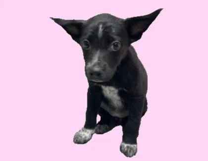 A young small-sized female Black Shepherd dog named Mica for adoption in Harlingen, TX