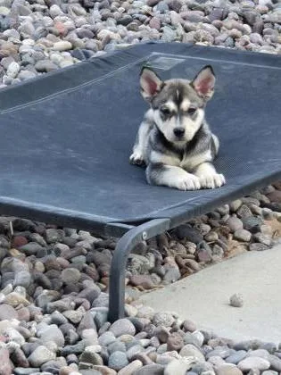 Husky