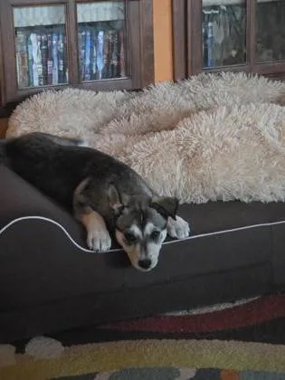 Husky thumbnail 2