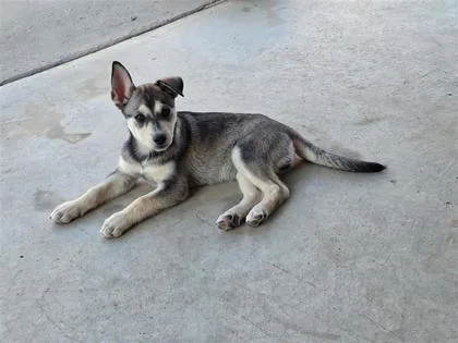 Husky thumbnail 3