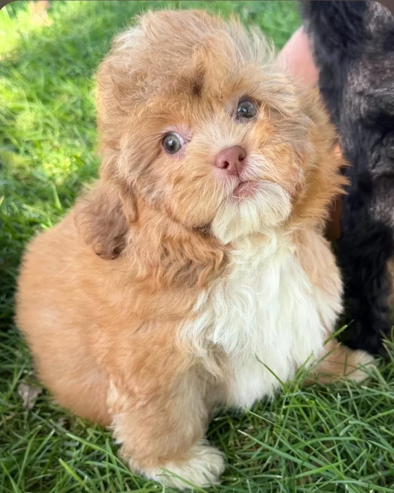 A baby small-sized male Shih poo dog named Meatball for adoption in Liberty Center, OH