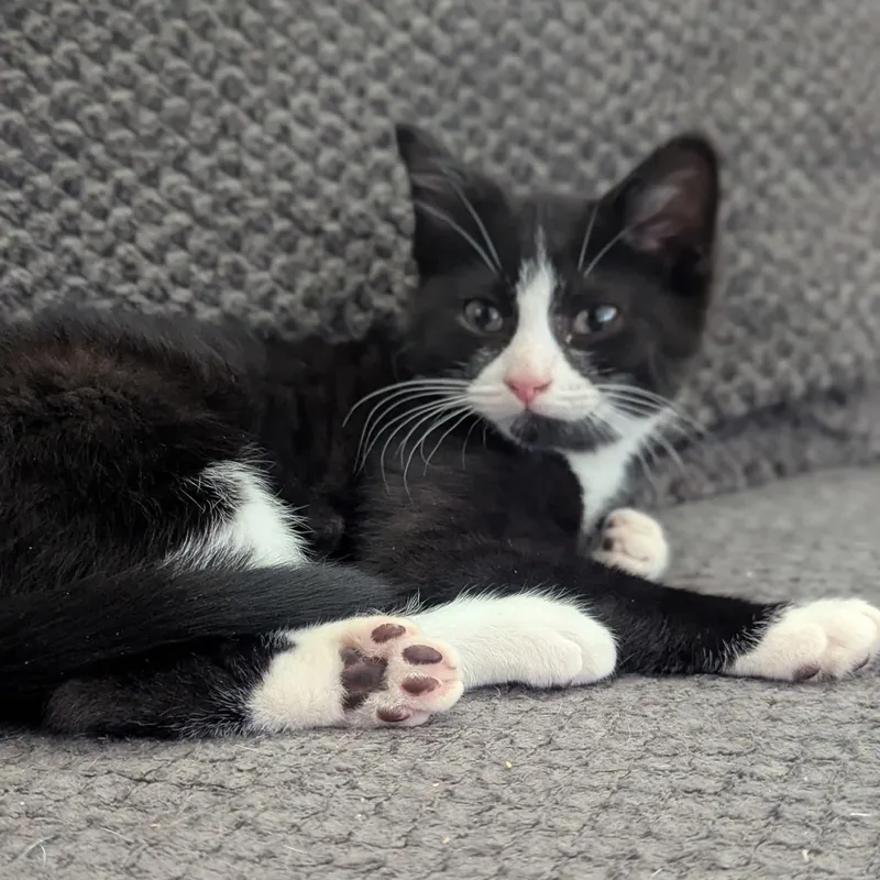 A baby medium-sized male Black & White / Tuxedo Domestic Short Hair cat named Hemi for adoption in Kentwood, MI
