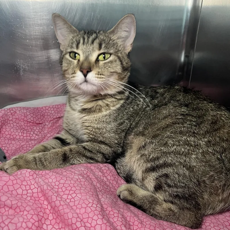 An adult medium-sized female Brown / Chocolate Domestic Short Hair cat named Big House for adoption in Matteson, IL