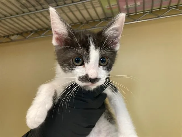 A baby small-sized female Domestic Short Hair cat named Leia for adoption in Tustin, CA
