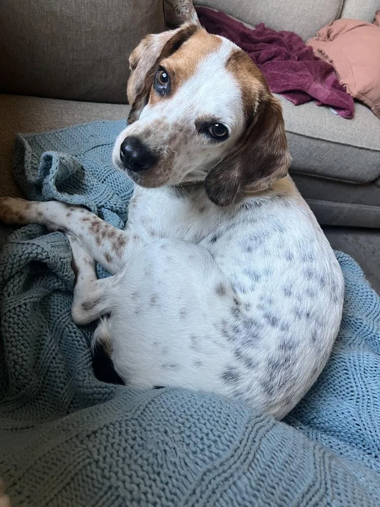 A young medium-sized male Tricolor (Brown, Black, & White) Beagle dog named Jed for adoption in Washington, DC