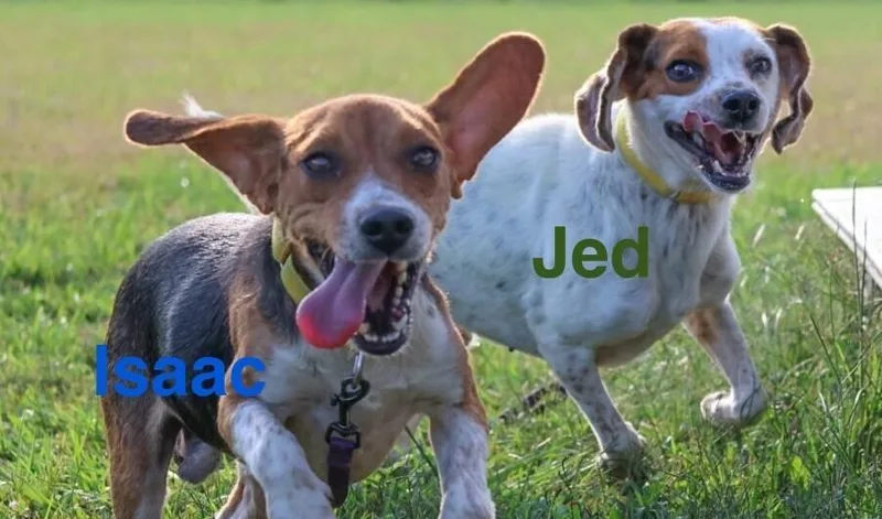 Jed thumbnail 2