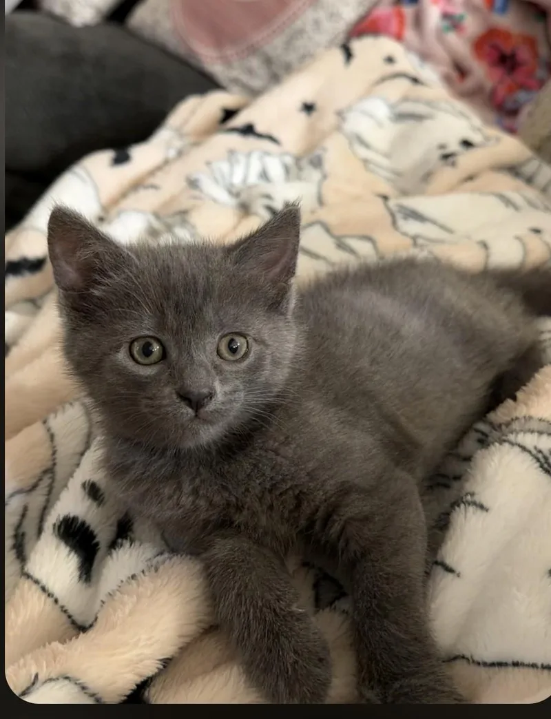 A baby small-sized male Gray / Blue / Silver Domestic Short Hair cat named Travis for adoption in Sellersburg, IN