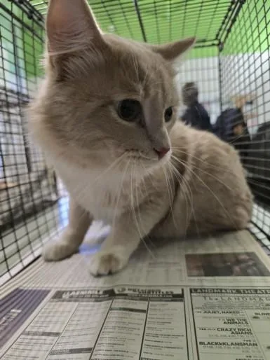A young small-sized male Domestic Medium Hair cat named Ice Cream for adoption in Los Angeles, CA