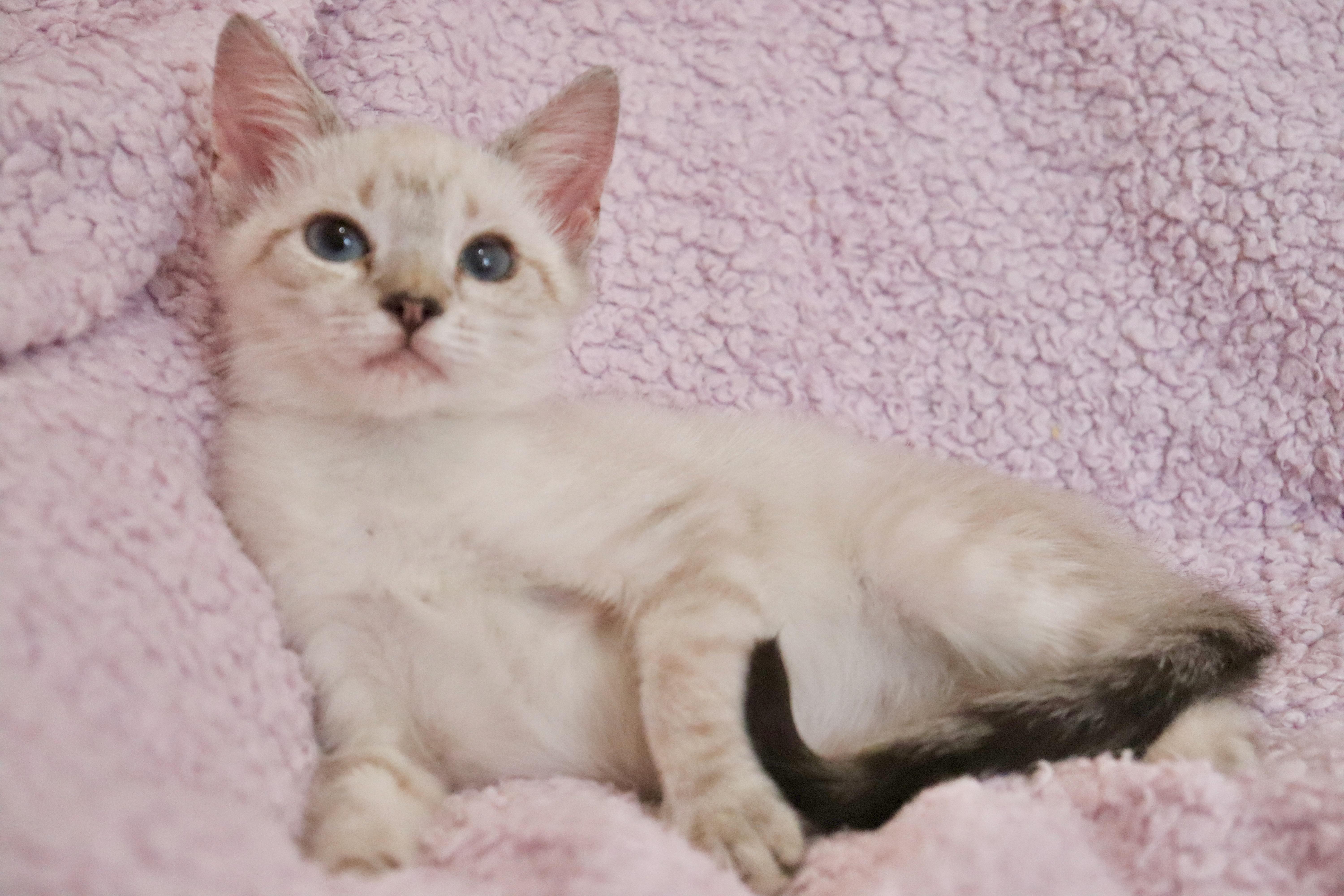 A baby medium-sized female Blue Point Siamese cat named Figgy for adoption in Saint Augustine, FL