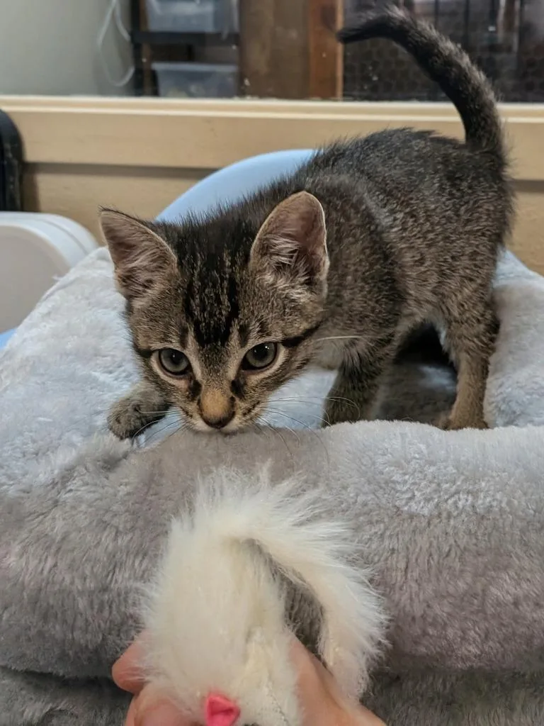 A baby medium-sized female Domestic Short Hair cat named Foo Fighter for adoption in Richland Hills, TX