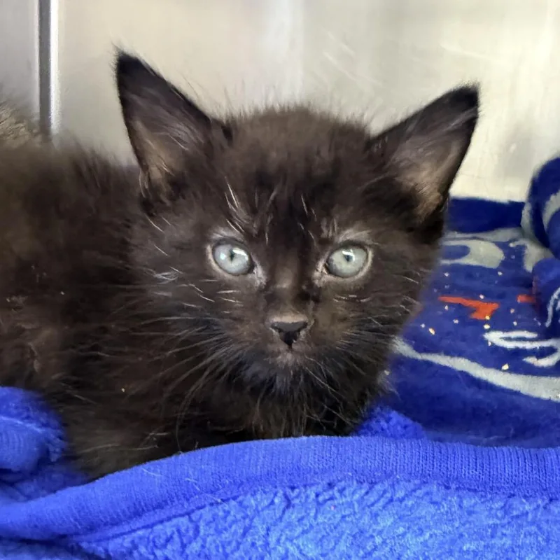 A baby small-sized female Black Domestic Short Hair cat named Kona for adoption in Palm Springs, CA
