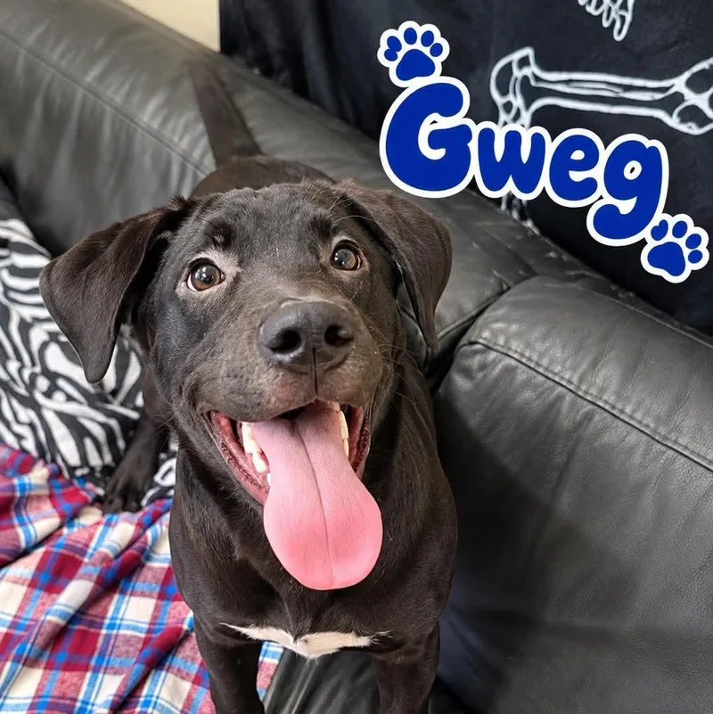 A young large-sized male Black Labrador Retriever dog named Gweg for adoption in Rock Hill, NY