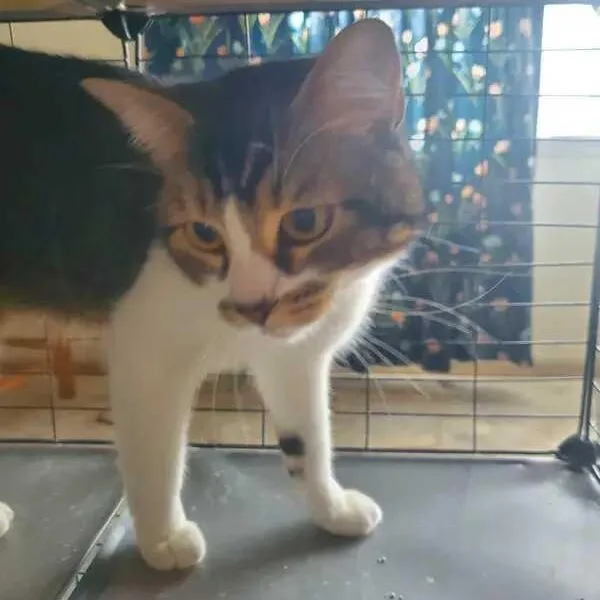 A young medium-sized male Torbie American Shorthair cat named Harry for adoption in Laguna Woods, CA