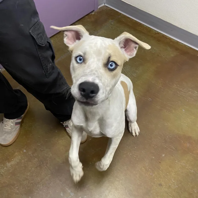 A baby medium-sized male Apricot / Beige Pit Bull Terrier dog named Stray Hold Rudy for adoption in Albuquerque, NM