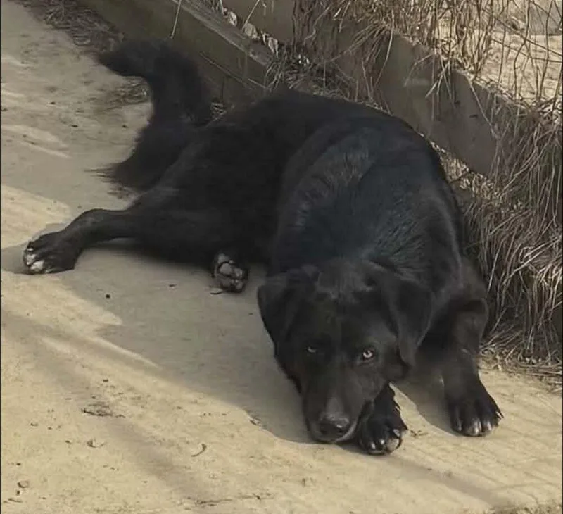 Cd : Hank thumbnail 2