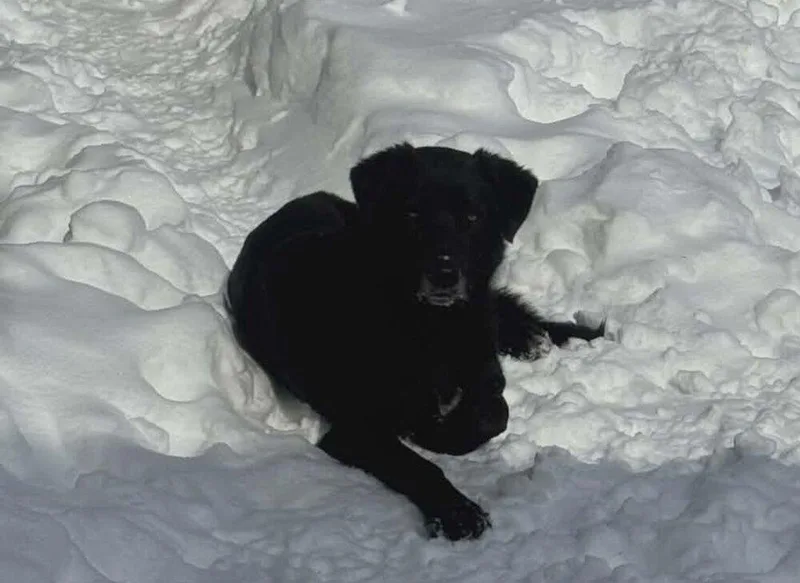 Cd : Hank thumbnail 3