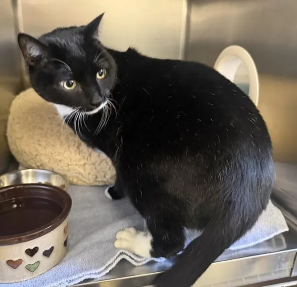 An adult medium-sized male Domestic Short Hair cat named Ozzy for adoption in Escondido, CA