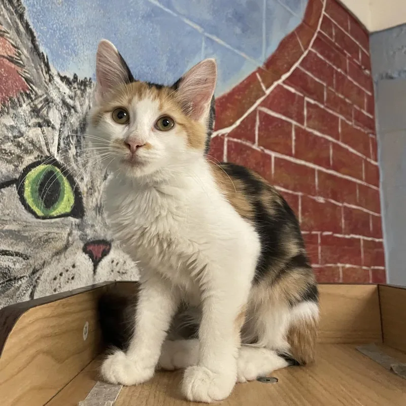 A baby small-sized female Calico Domestic Short Hair cat named Helen for adoption in Laredo, TX