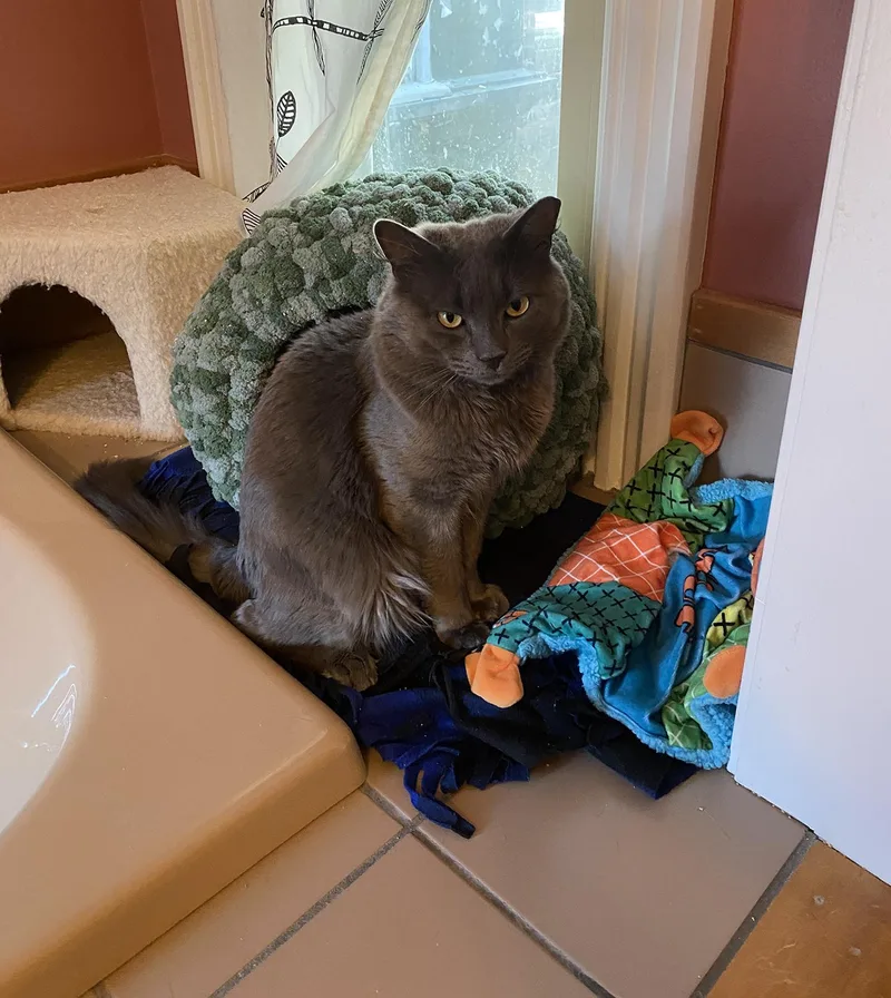 An adult large-sized male Gray / Blue / Silver Domestic Short Hair cat named Quee Hamilton for adoption in Philadelphia, PA