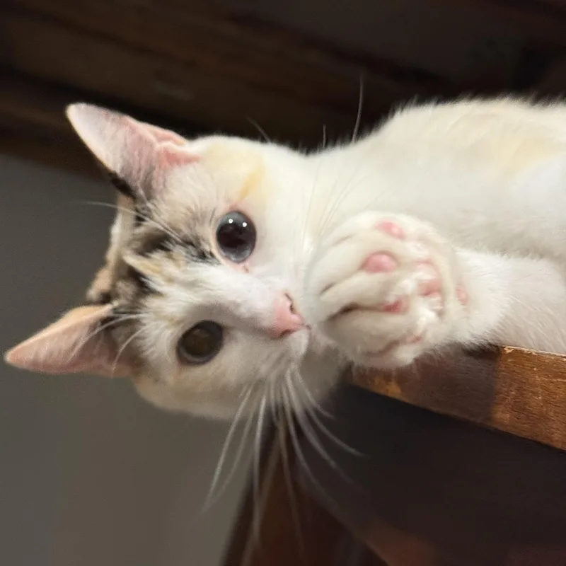 Duarte Beauty thumbnail 4