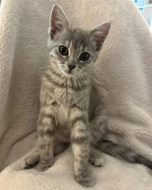 A baby small-sized female Domestic Short Hair cat named Frankie for adoption in Sacramento, CA