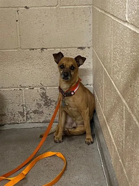 An adult small-sized male Chihuahua dog named Teddy for adoption in Albuquerque, NM
