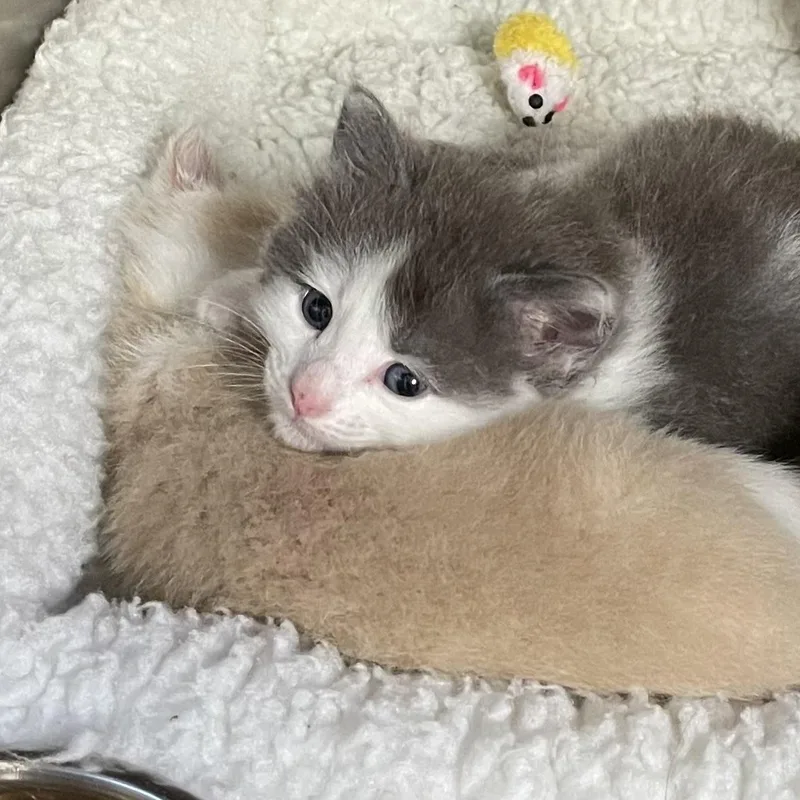 A baby medium-sized male Gray & White American Shorthair cat named Tinsel for adoption in North Kingstown, RI