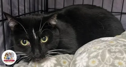 An adult small-sized female Domestic Short Hair cat named Blossom for adoption in Phoenix, AZ