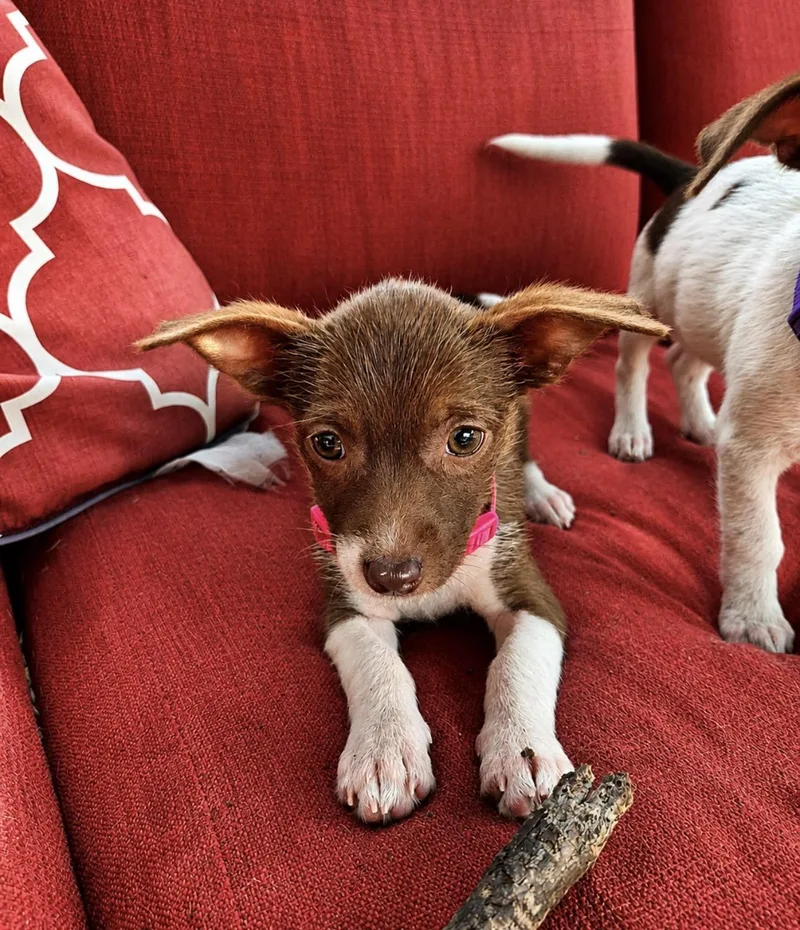 A baby small-sized female Rat Terrier dog named Wanda for adoption in Youngstown, OH